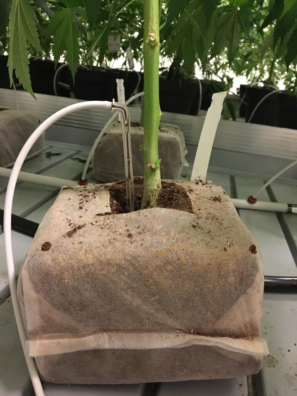 Coir Pith Blocks Stacked in Warehouse
